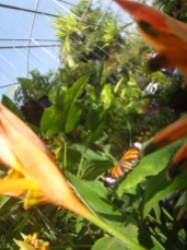 Bai Orchid-Butterfly Farm